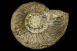 Bathonian Ammonite Fossil - France #152720-1